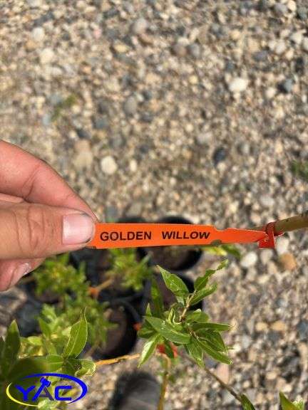 6 - Golden Willow (BUYER MUST PAY 6X THE BID PRICE)