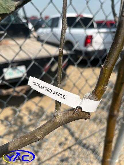 2 - Battleford Apple Trees (BUYER MUST PAY 2X THE BID PRICE)