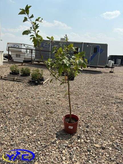 Zestar Apple Tree