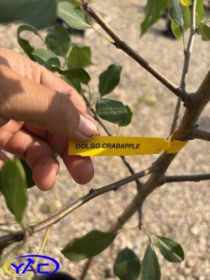 2 - Dolgo Crabapple Trees (BUYER MUST PAY 2X THE BID PRICE)