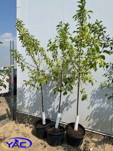 3 - Kerr Crabapple Trees (BUYER MUST PAY 3X THE BID PRICE)