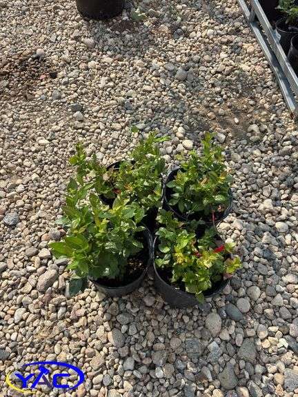 4 - Chippewa Blueberry (BUYER MUST PAY 4X THE BID PRICE)