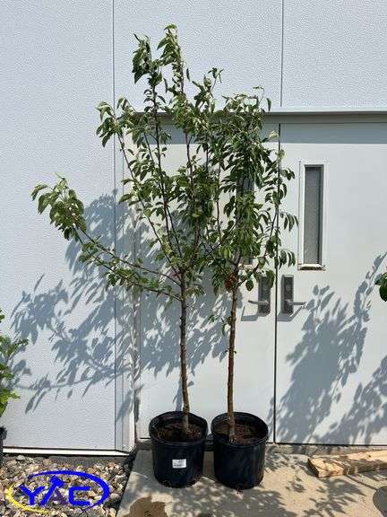 2 - Fall Red Apple Trees (BUYER MUST PAY 2X THE BID PRICE)