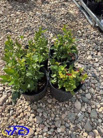 4 - Chippewa Blueberry (BUYER MUST PAY 4X THE BID PRICE)