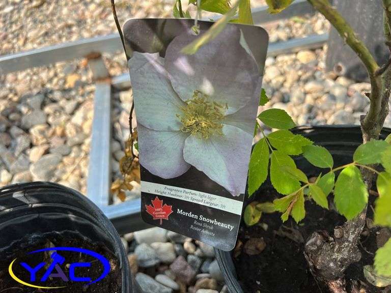 4 - Morden Snowberry Rose (BUYER MUST PAY 4X THE BID PRICE)
