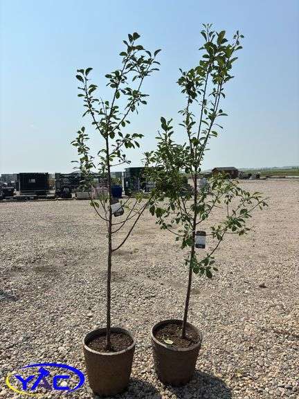 2 - Mount Royal Plum Trees (BUYER MUST PAY 2X THE BID PRICE)