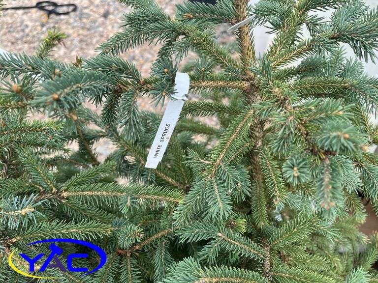 5 - Black Hills White Spruce (BUYER MUST PAY 5X THE BID PRICE)