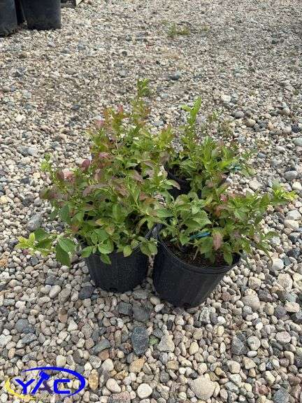 4 - North Blue Blueberry (BUYER MUST PAY 4X THE BID PRICE)