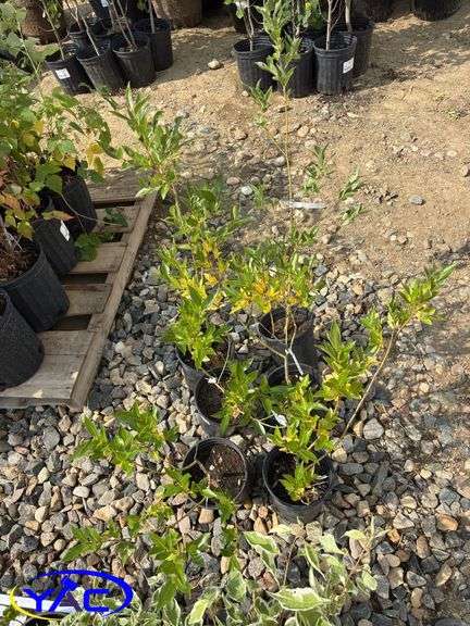 6 - Laurel Willow (BUYER MUST PAY 6X THE BID PRICE)