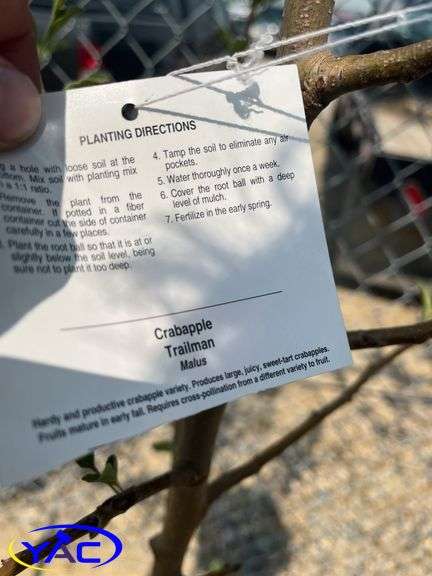 3 - Trail Crabapple Trees (BUYER MUST PAY 3X THE BID PRICE)