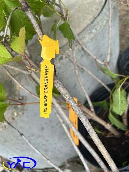 6 - Highbush Cranberry (BUYER MUST PAY 6X THE BID PRICE)