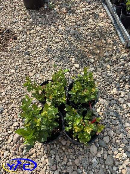 4 - Chippewa Blueberry (BUYER MUST PAY 4X THE BID PRICE)