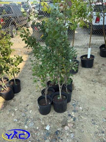 6 - Swedish Columnar Aspen (BUYER MUST PAY 6X THE BID PRICE)