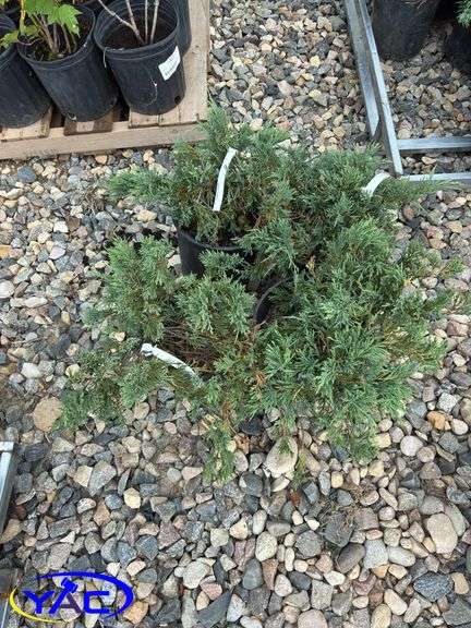 4 - Hughes Carpet Low Junipers (BUYER MUST PAY 4X THE BID PRICE)