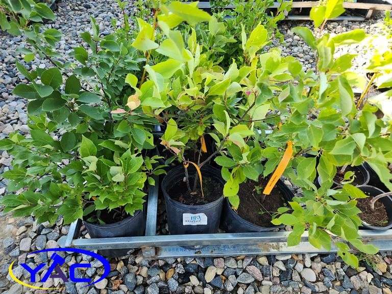 6 - Chokecherry (BUYER MUST PAY 6X THE BID PRICE)
