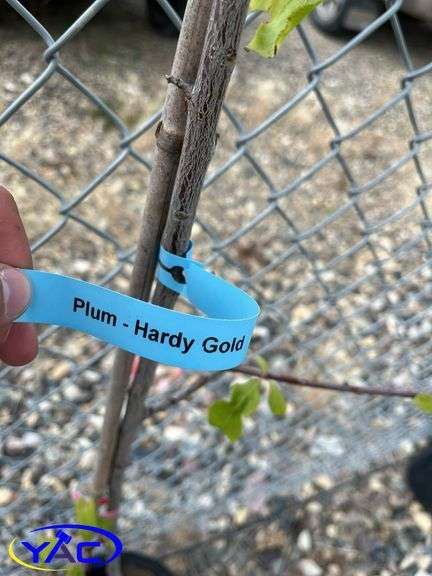 2 - Hardy Gold Plum Trees (BUYER MUST PAY 2X THE BID PRICE)