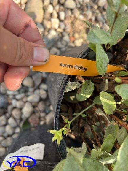4 - Aurora Haskap (BUYER MUST PAY 4X THE BID PRICE)