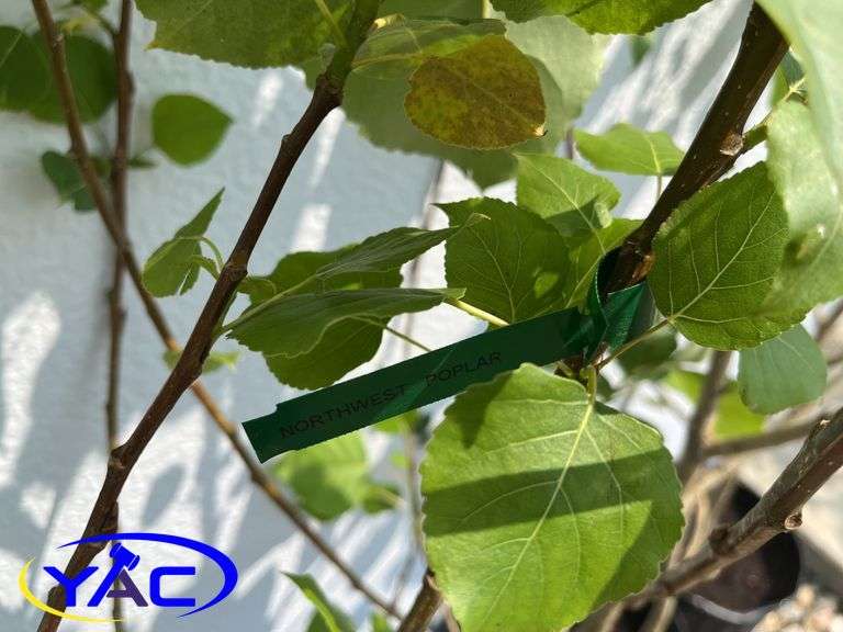 6 - Northwest Poplar (Cottonless) (BUYER MUST PAY 6X THE BID PRICE)