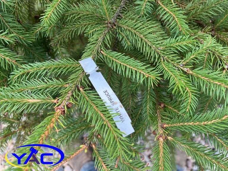 5 - Black Hills White Spruce (BUYER MUST PAY 5X THE BID PRICE)