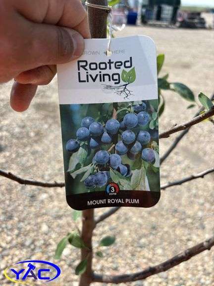 2 - Mount Royal Plum Trees (BUYER MUST PAY 2X THE BID PRICE)