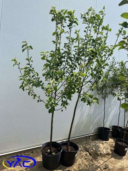 2 - Battleford Apple Trees (BUYER MUST PAY 2X THE BID PRICE)