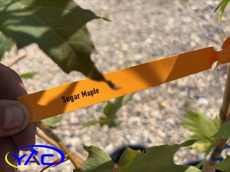 3 - Sugar Maple Trees (BUYER MUST PAY 3X THE BID PRICE)