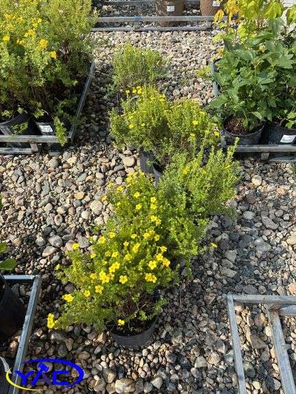 6 - Gold Star Potentilla  (BUYER MUST PAY 6X THE BID PRICE)