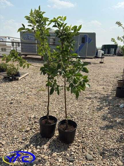 2 - Gemini Apple Trees (BUYER MUST PAY 2X THE BID PRICE)