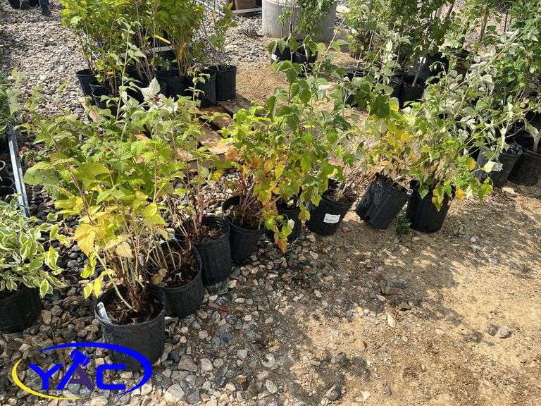 8 - Raspberry - Wyoming Black (BUYER MUST PAY 8X THE BID PRICE)