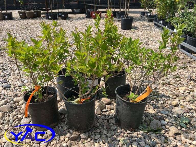 6 - Northern Gold Forsythia (BUYER MUST PAY 6X THE BID PRICE)