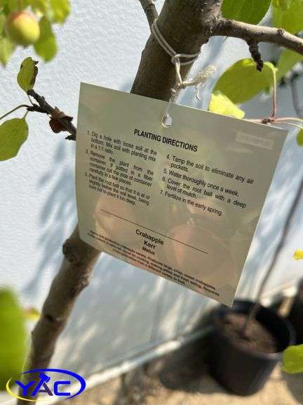 3 - Kerr Crabapple Trees (BUYER MUST PAY 3X THE BID PRICE)