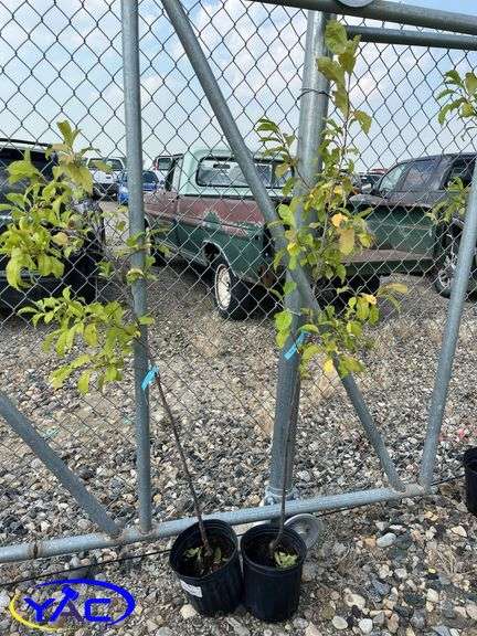 2 - Hardy Gold Plum Trees (BUYER MUST PAY 2X THE BID PRICE)