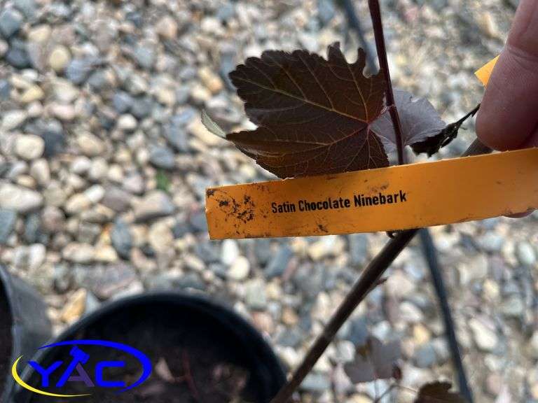 6 - Satin Chocolate Ninebark  (BUYER MUST PAY 6X THE BID PRICE)