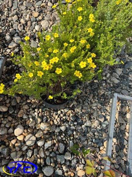6 - Gold Star Potentilla  (BUYER MUST PAY 6X THE BID PRICE)