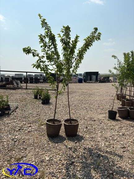 2 - Brook Red Plum Trees (BUYER MUST PAY 2X THE BID PRICE)