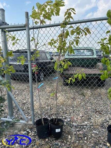 2 - Hardy Gold Plum Trees (BUYER MUST PAY 2X THE BID PRICE)