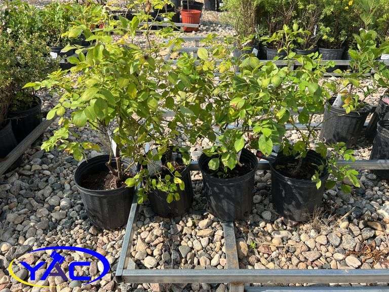4 - Morden Snowberry Rose (BUYER MUST PAY 4X THE BID PRICE)