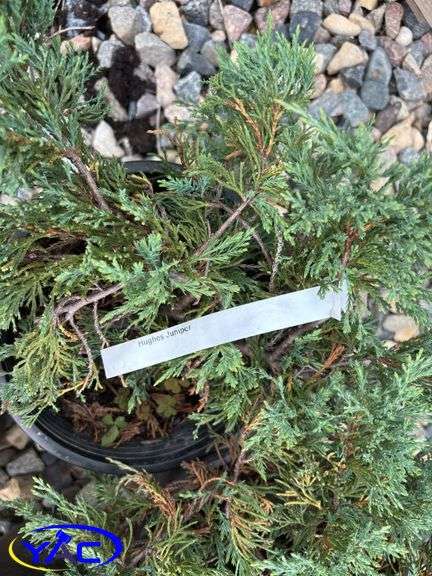 4 - Hughes Carpet Low Junipers (BUYER MUST PAY 4X THE BID PRICE)