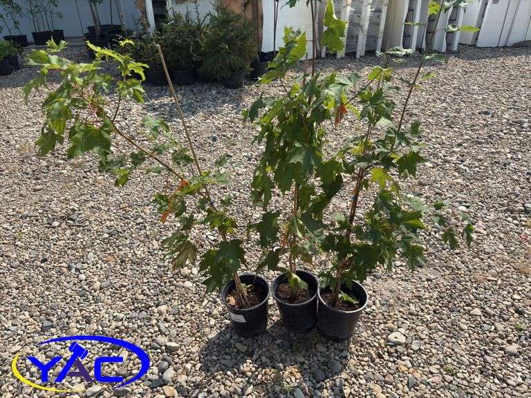 3 - Sugar Maple Trees (BUYER MUST PAY 3X THE BID PRICE)