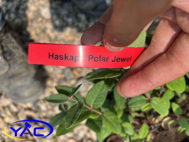4 - Polar Jewel Haskap (BUYER MUST PAY 4X THE BID PRICE)