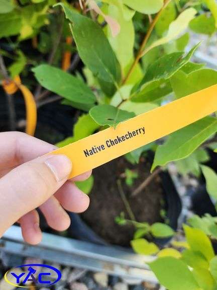 6 - Chokecherry (BUYER MUST PAY 6X THE BID PRICE)