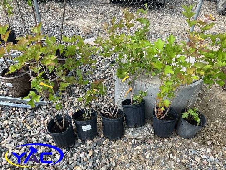 6 - Highbush Cranberry (BUYER MUST PAY 6X THE BID PRICE)