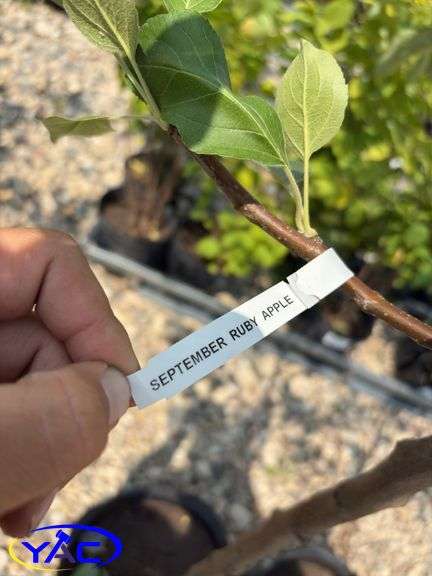 2 - September Ruby Apple Trees (BUYER MUST PAY 2X THE BID PRICE)
