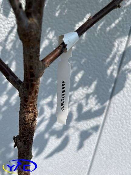 2 - Cupid Cherry 's (BUYER MUST PAY 2X THE BID PRICE)
