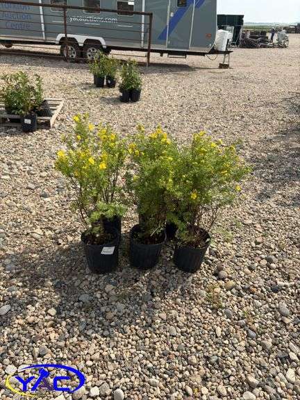 6 - Goldfinger Potentilla  (BUYER MUST PAY 6X THE BID PRICE)