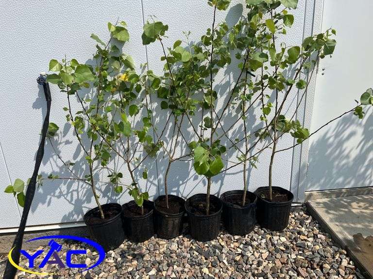 6 - Northwest Poplar (Cottonless) (BUYER MUST PAY 6X THE BID PRICE)