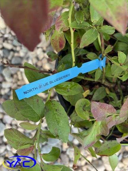 4 - North Blue Blueberry (BUYER MUST PAY 4X THE BID PRICE)