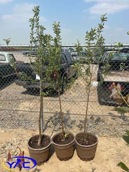 3 - Trail Crabapple Trees (BUYER MUST PAY 3X THE BID PRICE)