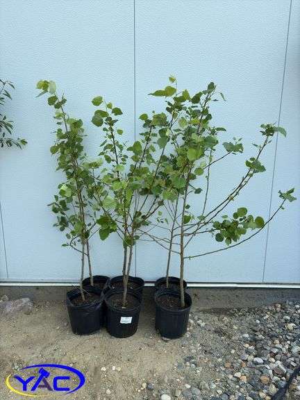 6 - Northwest Poplar (Cottonless) (BUYER MUST PAY 6X THE BID PRICE)
