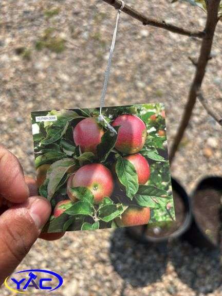 2 - Honeycrisp Apple Trees (BUYER MUST PAY 2X THE BID PRICE)